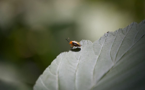 Understanding Hughes Dream Symbolism Quick Analysis For Students